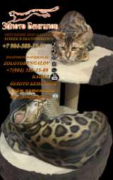 Бенгальские котята 2 месяца для выставок для души и в разведение