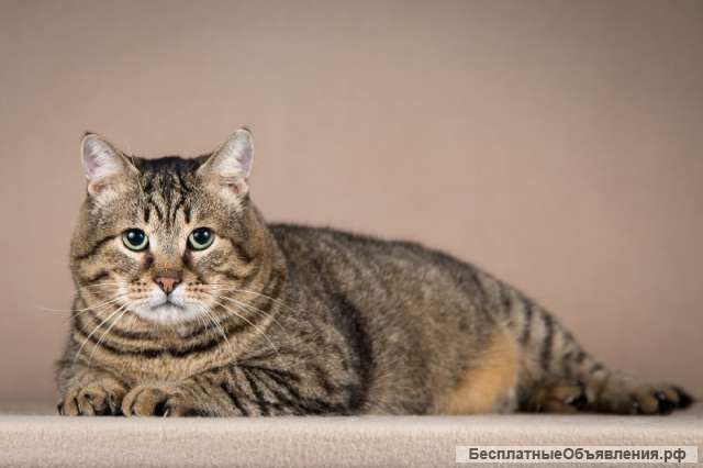 Ищет дом красавец в самом расцвете сил