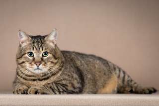 Ищет дом красавец в самом расцвете сил