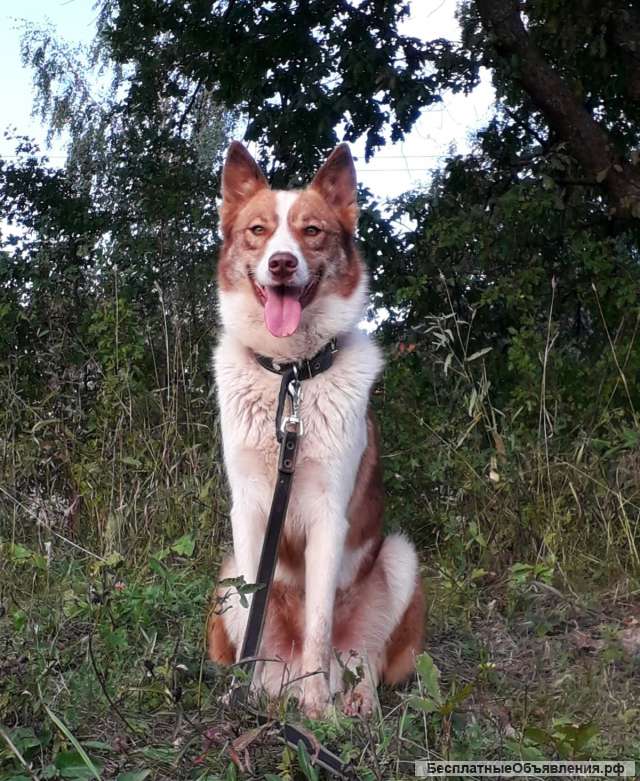 СОбака метис лайки