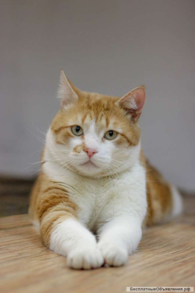 Особенный котик без лапки надеется стать домашним любимцем