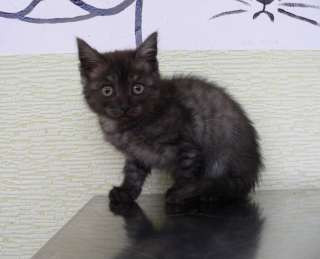 Котенок Шанель с уникальным окрасом ищет семью