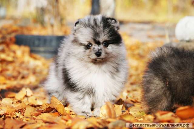 Щенок померанского шпица