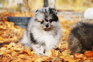 Щенок померанского шпица