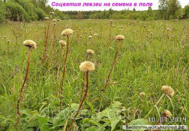 Левзея семена на 20 соток - 40 000 шт. Интернет-магазин