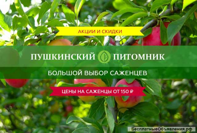 Осенняя в Пушкинском питомнике декоративных растений