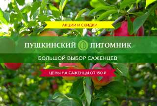 Осенняя в Пушкинском питомнике декоративных растений
