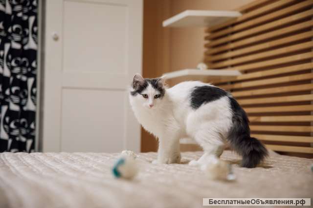 Котята Альфа и Гамма в дар