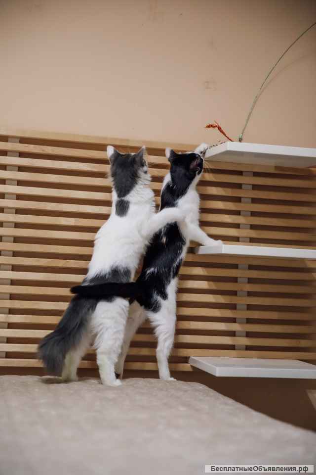 Котята Альфа и Гамма в дар