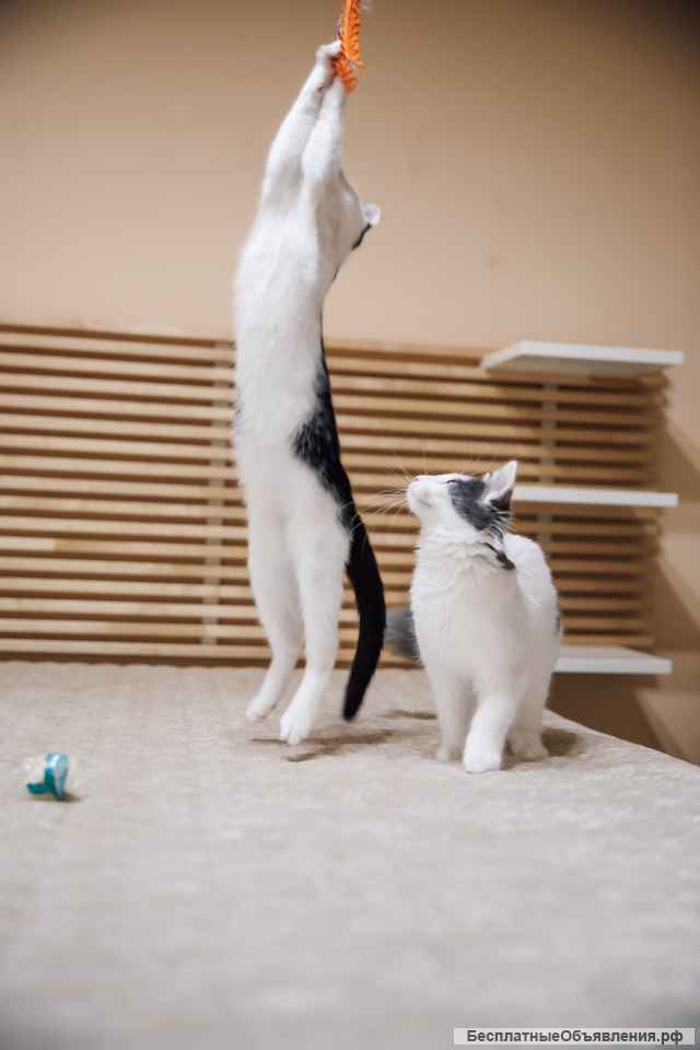 Котята Альфа и Гамма в дар