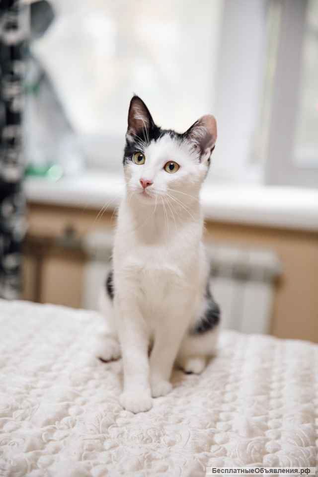 Котята Альфа и Гамма в дар