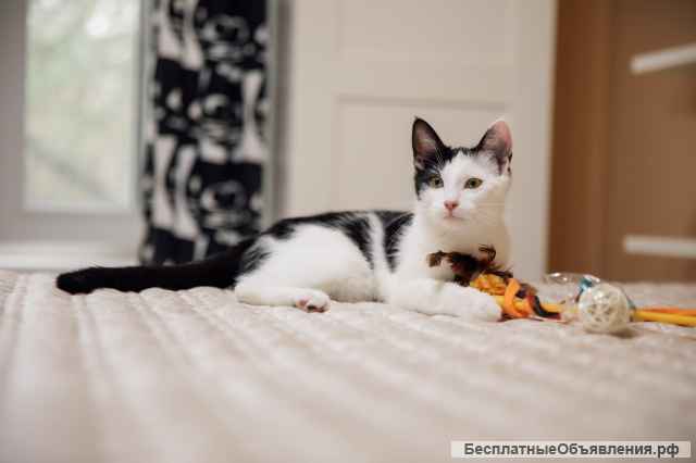 Котята Альфа и Гамма в дар