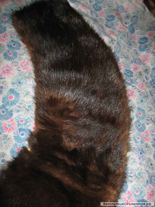 Воротник норка