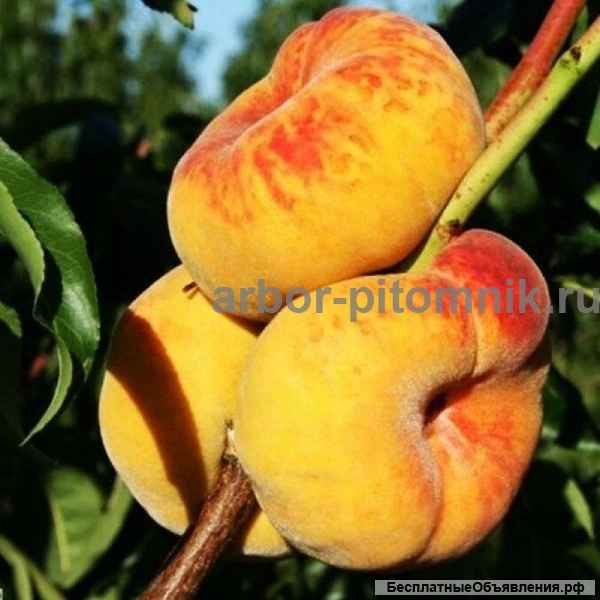 Саженцы персиков из питомника в Подмосковье