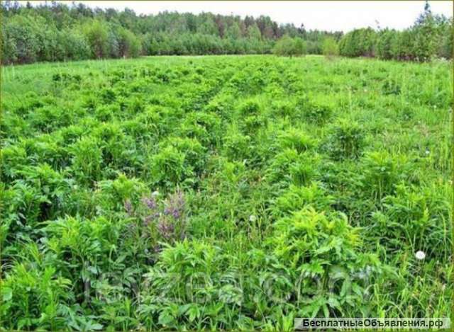 Семена серпухи на 10 соток - 20 000 шт Serratula coronata L