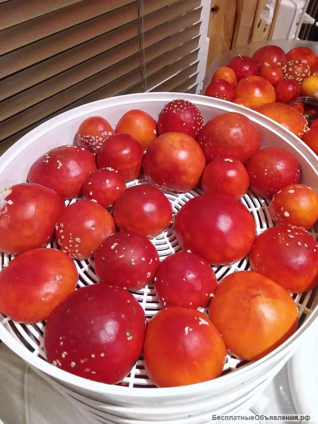 Мухомор сушеный красный