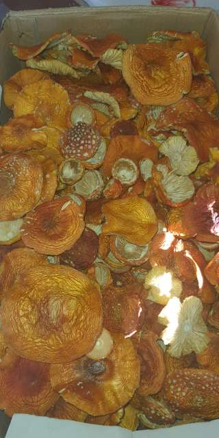 Мухомор сушеный, шляпки