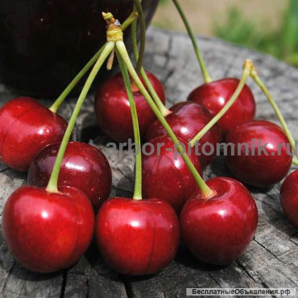 Саженцы черешни и крупномеры в Москве и Подмосковье