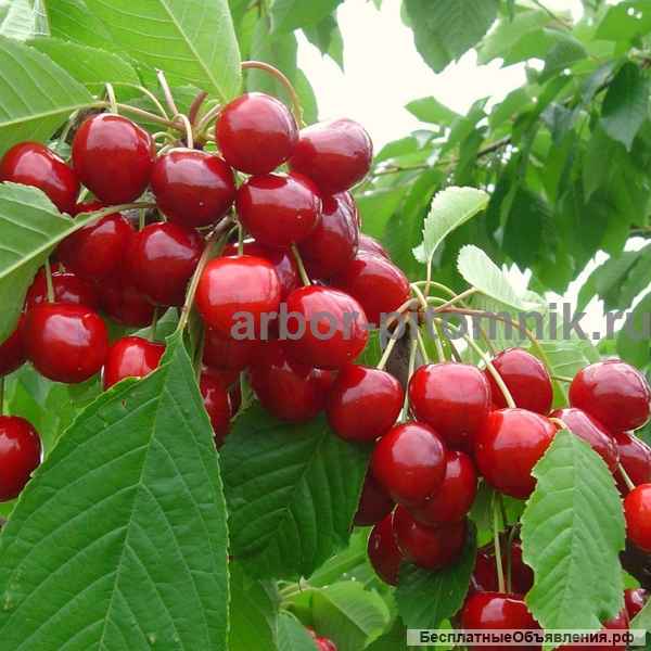 Саженцы черешни и крупномеры в Москве и Подмосковье