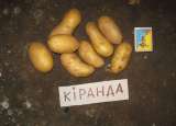 Картофель посадочный сортовой: Киранда, Щедрик, Киви, Ажур и др