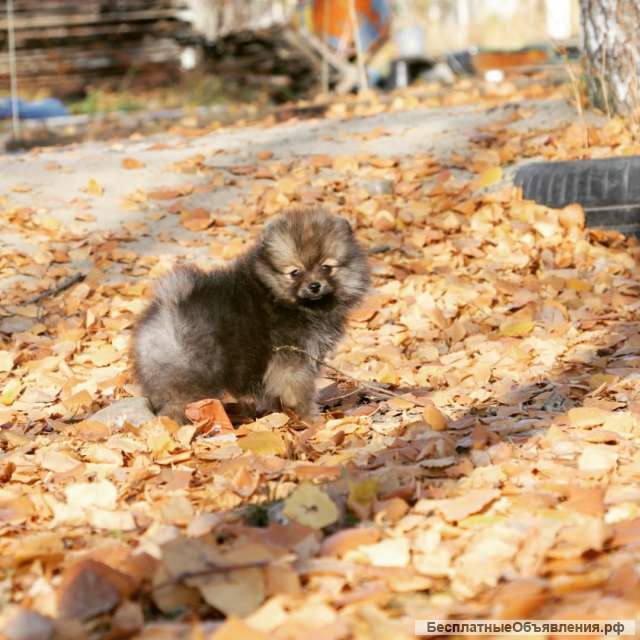 Девочка померанского шпица