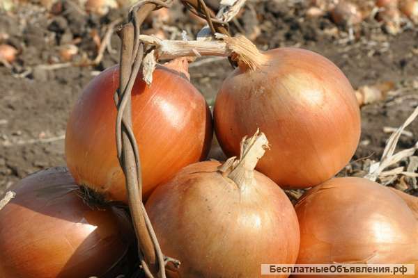 Лук репчатый оптом +5 от производителя