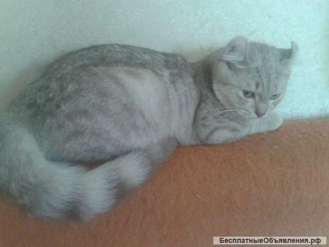 Котята породы американский керл