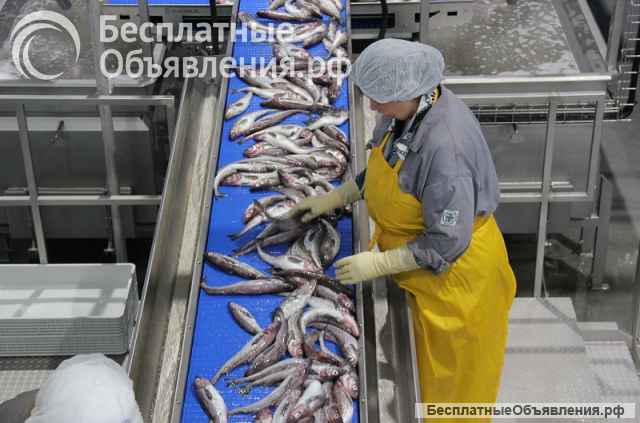 Рыбообработчик на консервный завод/ Вахта с проживанием