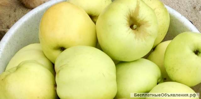 Яблоки Антоновка Супер