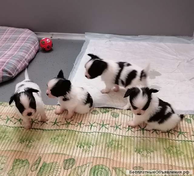 Девочки Фален/Папийон