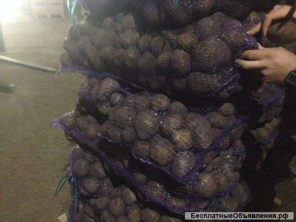 Картофель Краснодар