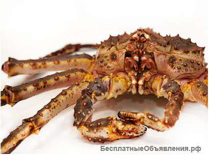 Краб камчатский живой