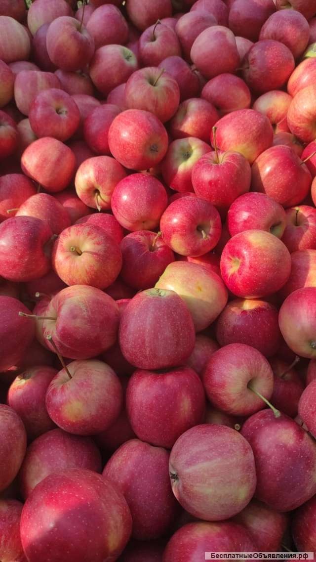 Яблоки Оптом