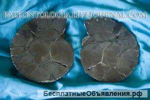 Пиритовый аммонит 0020