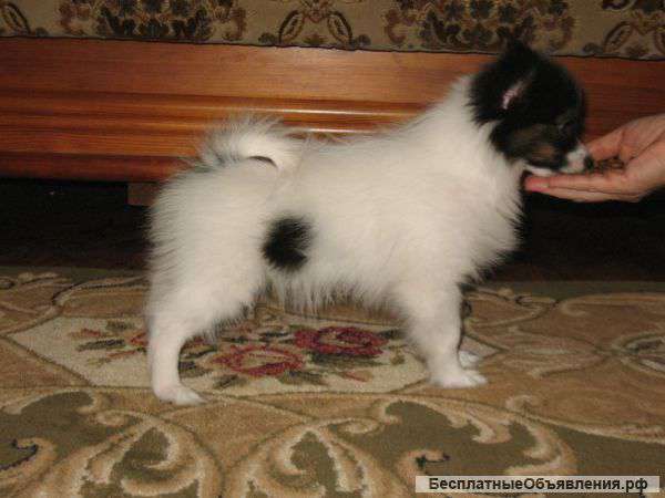 Щенки папильона