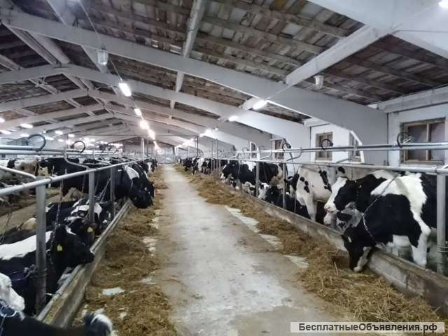 Разнорабочий на молочную ферму