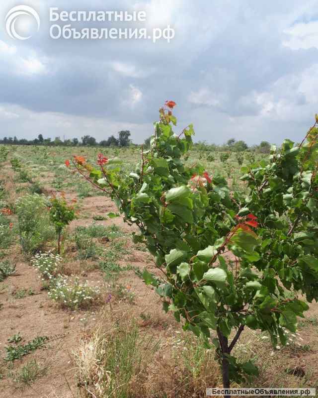 Помощник в частное фермерское хозяйство