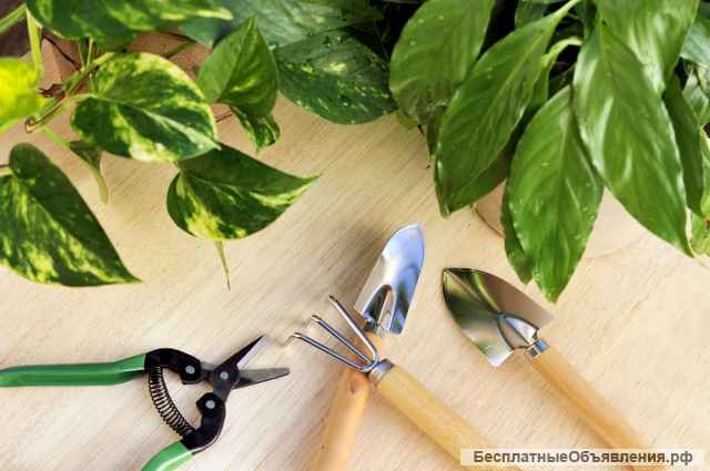 Гостиница для растений (передержка)