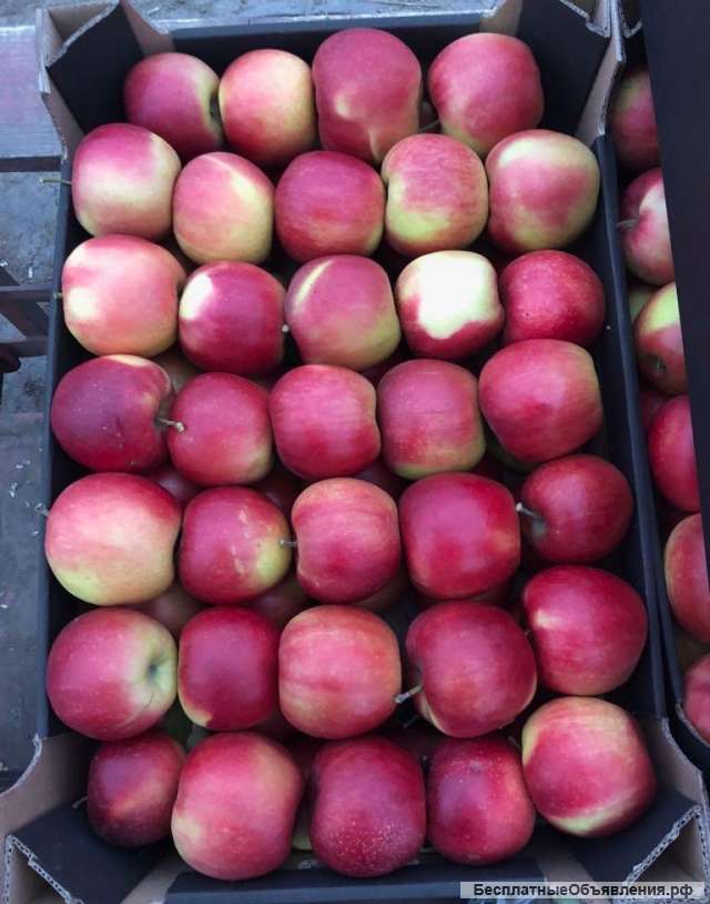 Яблоки оптом 65+ от производителя от 40