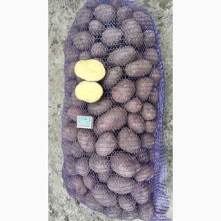 Картофель молодой оптом 5+, 3+ от производителя 35