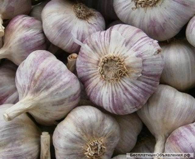 Чеснок новый урожай оптом 5+ от производителя 170