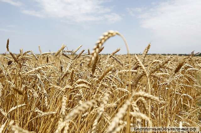 Зерно пшеницы продовольственной 3 класс оптом от п 16 500
