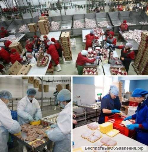 Обработчик птицы на производство. ВАХТА 45/60, проживание, питание