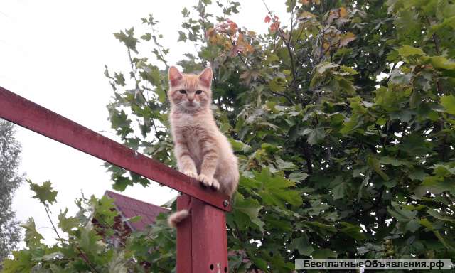 Отдам в добрые руки рыжего котёнка самца
