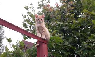 Отдам в добрые руки рыжего котёнка самца