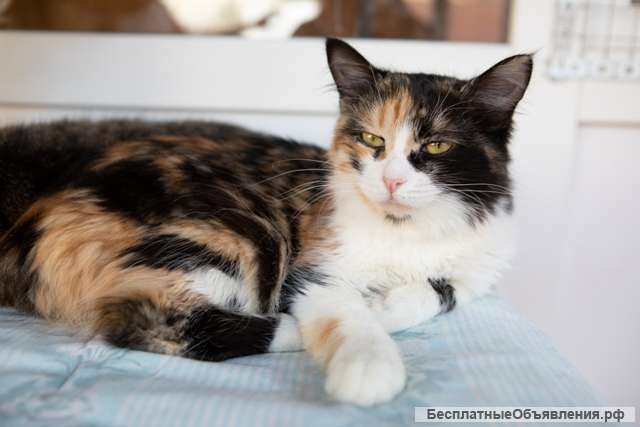 Обаятельная кошка Белка в добрые руки