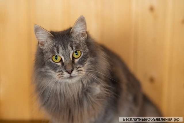 Вихрь веселья и позитива кошка Татти в добрые руки