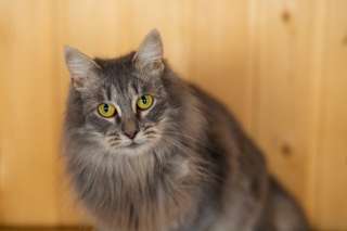 Вихрь веселья и позитива кошка Татти в добрые руки