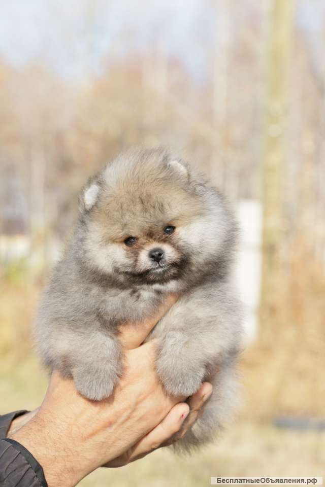 Шикарный щенок померанского шпица