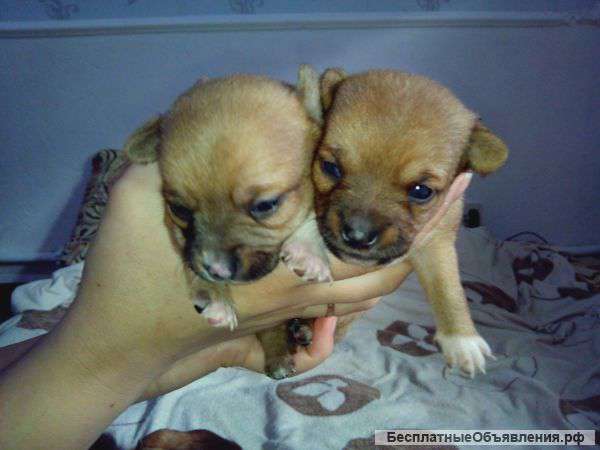 Щенков чихуахуа